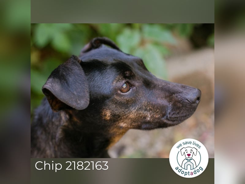 Chip 2182163: Sucht ein Zuhause
