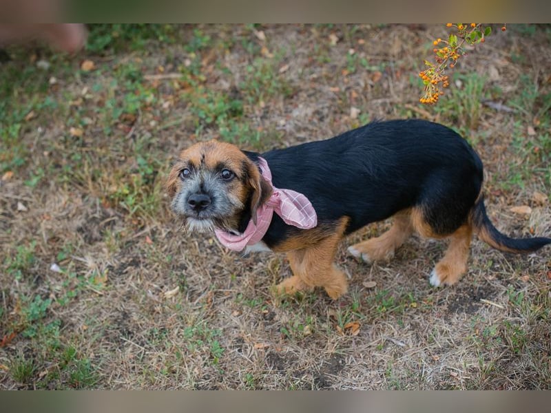 Chip 230598: Hundekind sucht ein Zuhause