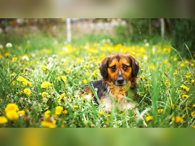 Namira: Fröhliche Seele sucht Heimat