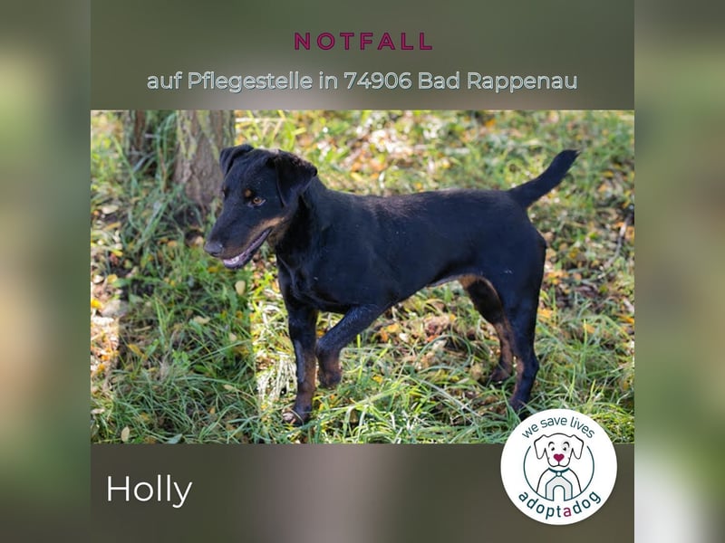Holly: sucht DRINGEND ihre Endstelle zum Ankommen in 74906 Bad Rappenau