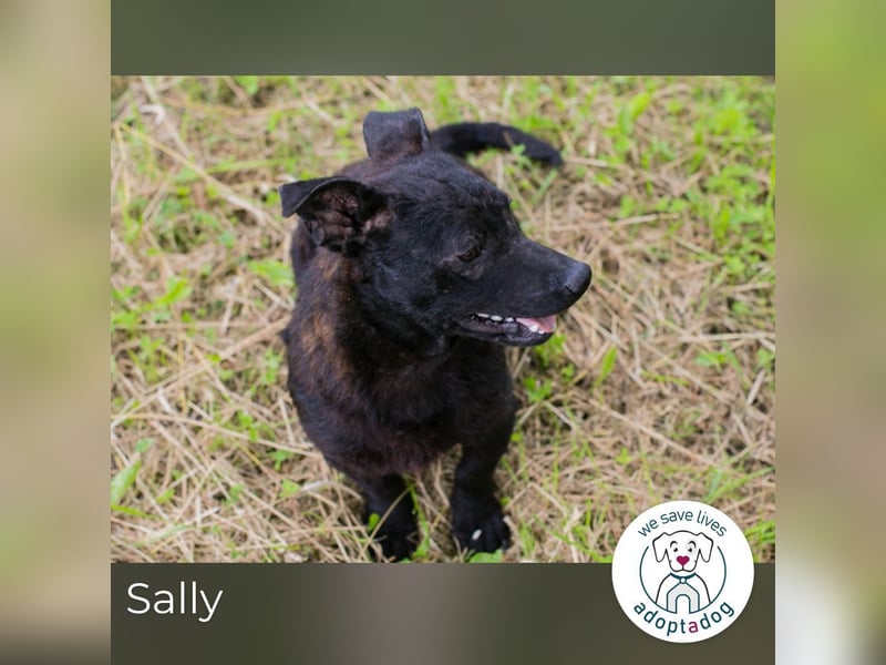Sally: Sucht ein Zuhause
