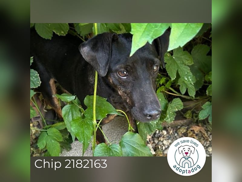 Chip 2182163: Sucht ein Zuhause