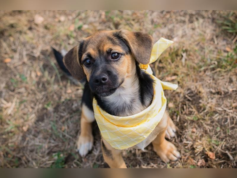 Chip 230691: Hundekind sucht ein Zuhause