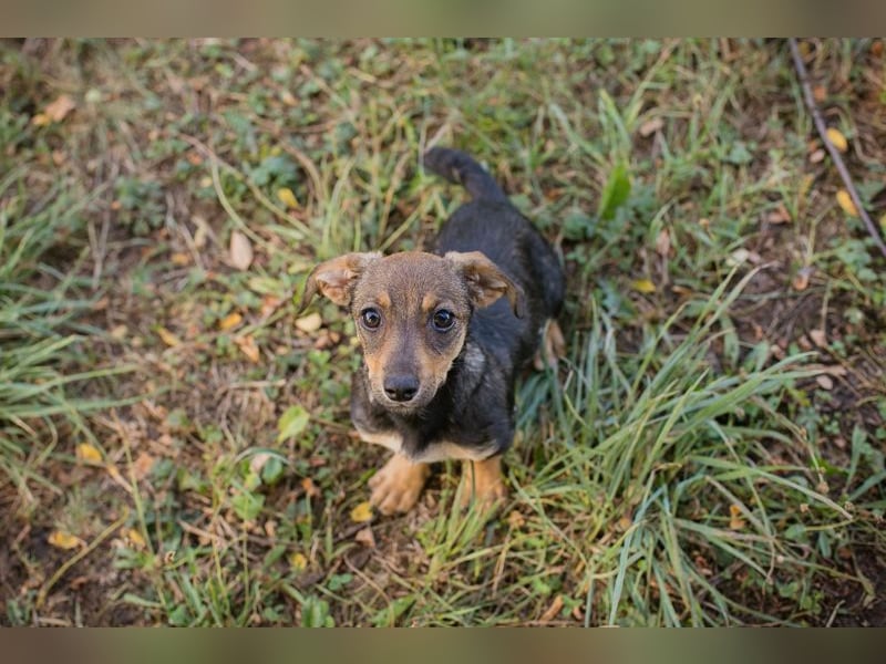 Chip 269814: Hundekind sucht ein Zuhause