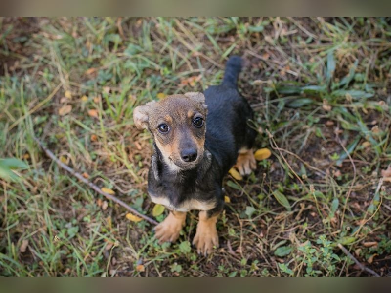 Chip 269814: Hundekind sucht ein Zuhause