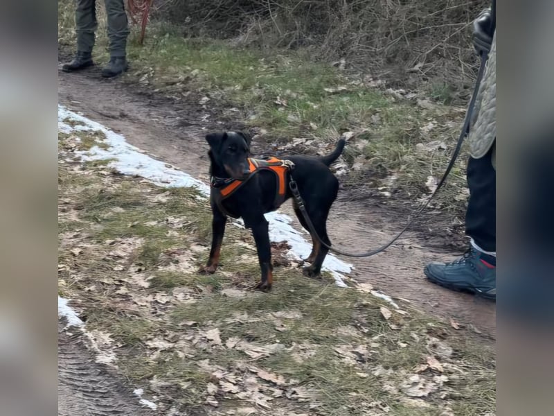Holly: sucht DRINGEND ihre Endstelle zum Ankommen in 74906 Bad Rappenau