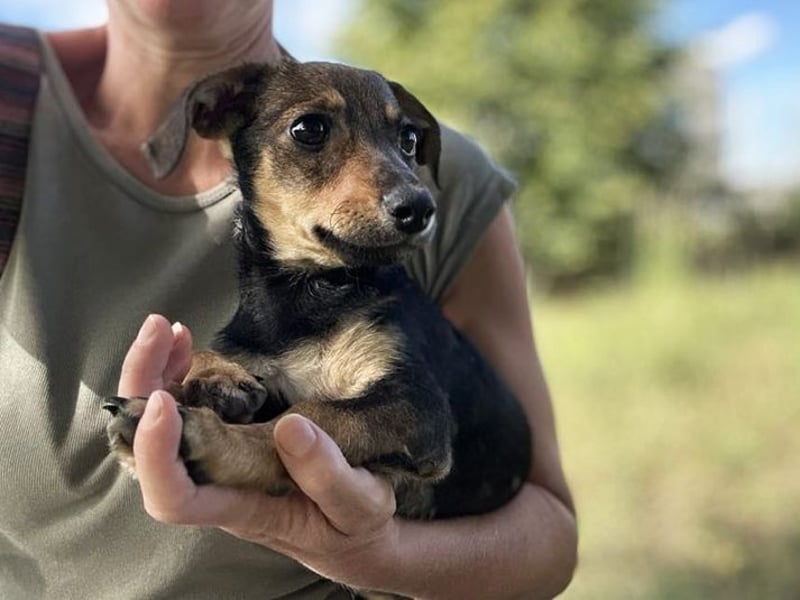Chip 269814: Hundekind sucht ein Zuhause