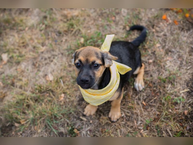 Chip 230691: Hundekind sucht ein Zuhause