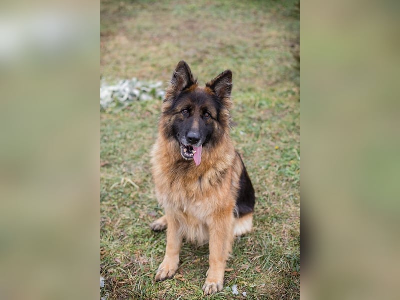 Nerja: Sucht ein Zuhause