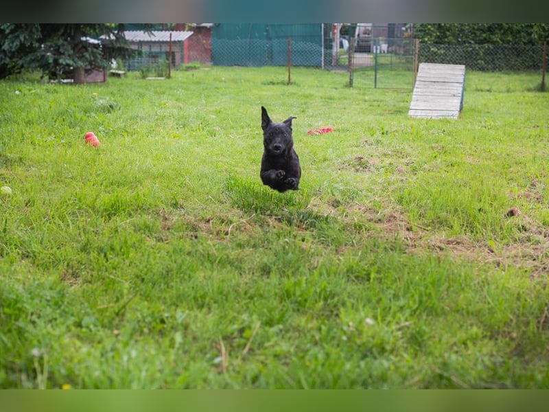 Sally: Sucht ein Zuhause