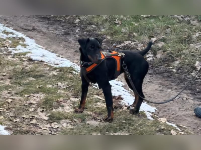 Holly: sucht DRINGEND ihre Endstelle zum Ankommen in 74906 Bad Rappenau