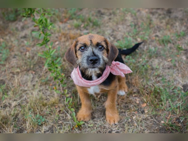 Chip 230598: Hundekind sucht ein Zuhause