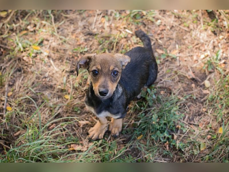 Chip 269814: Hundekind sucht ein Zuhause