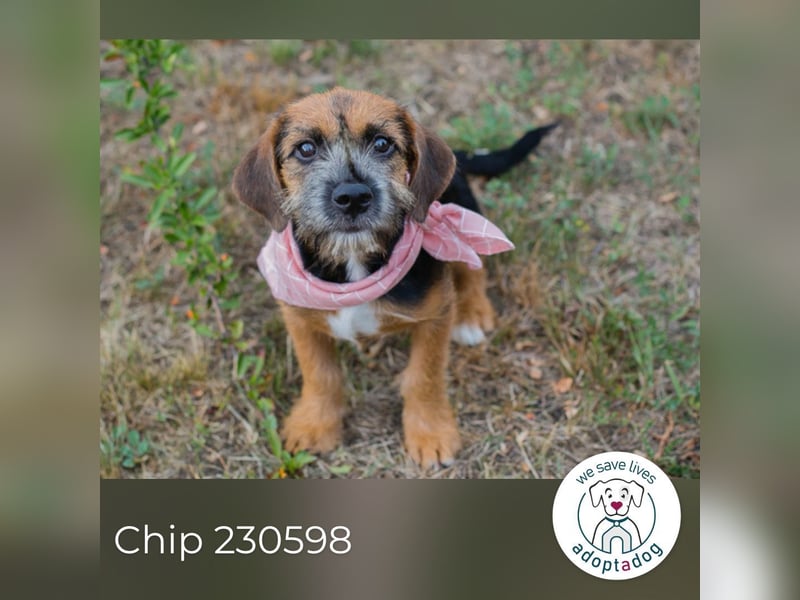 Chip 230598: Hundekind sucht ein Zuhause