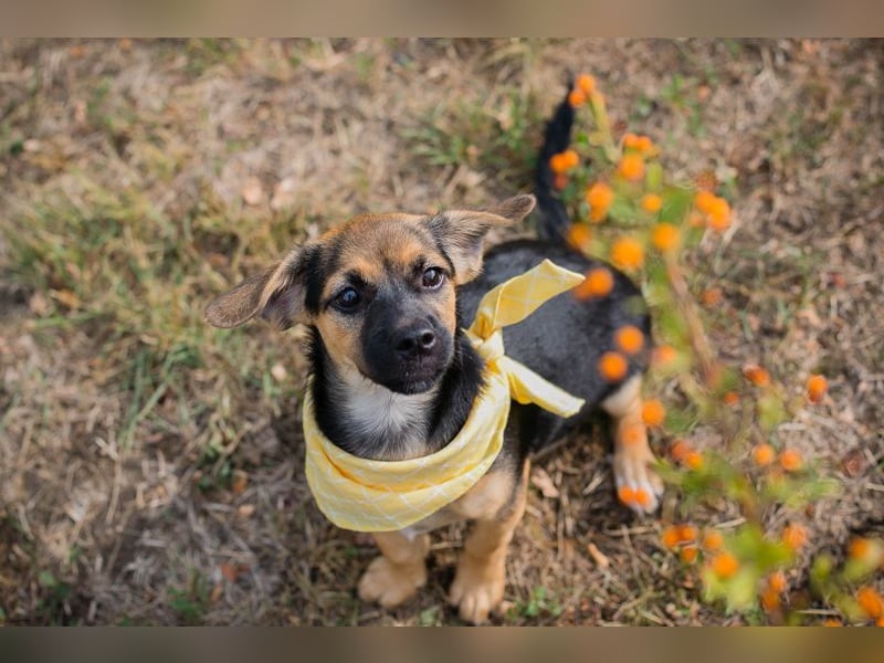 Chip 230691: Hundekind sucht ein Zuhause