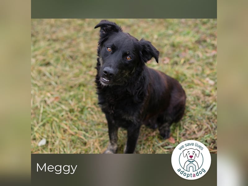 Meggy: Sucht ein Zuhause