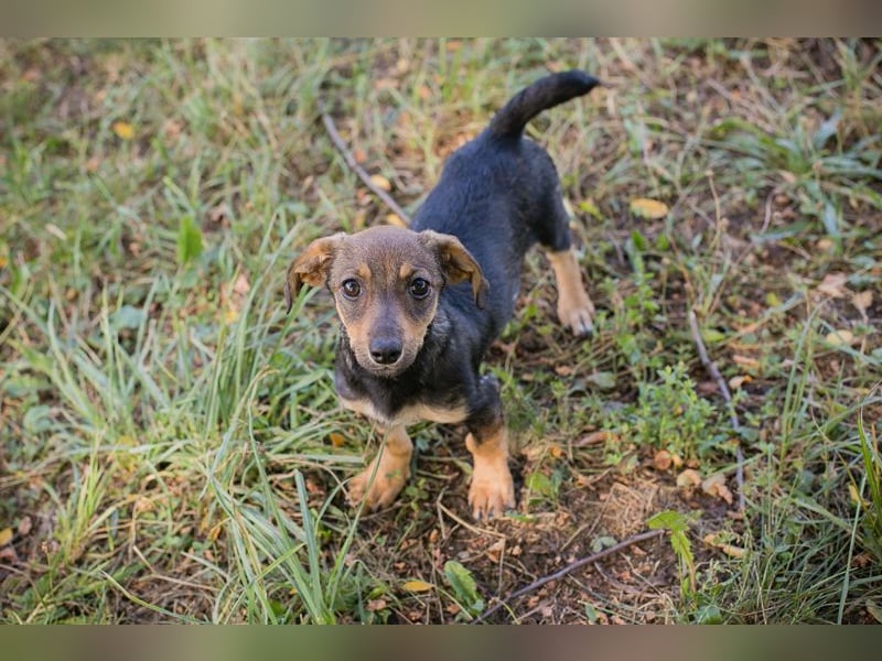 Chip 269814: Hundekind sucht ein Zuhause