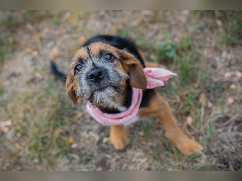 Chip 230598: Hundekind sucht ein Zuhause