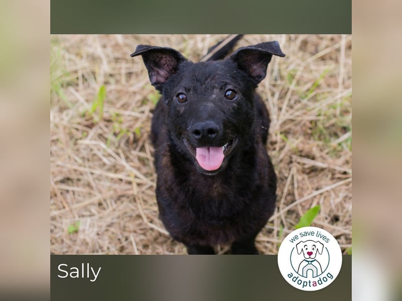 Sally: Sucht ein Zuhause