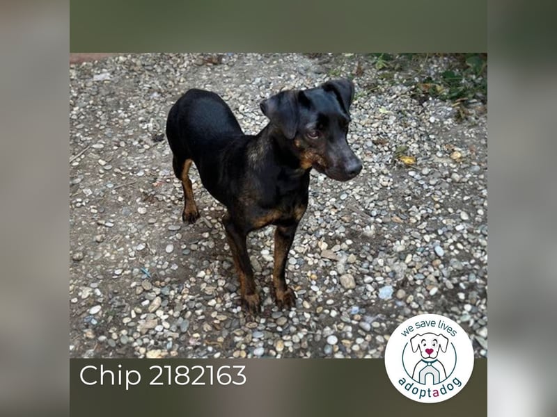 Chip 2182163: Sucht ein Zuhause