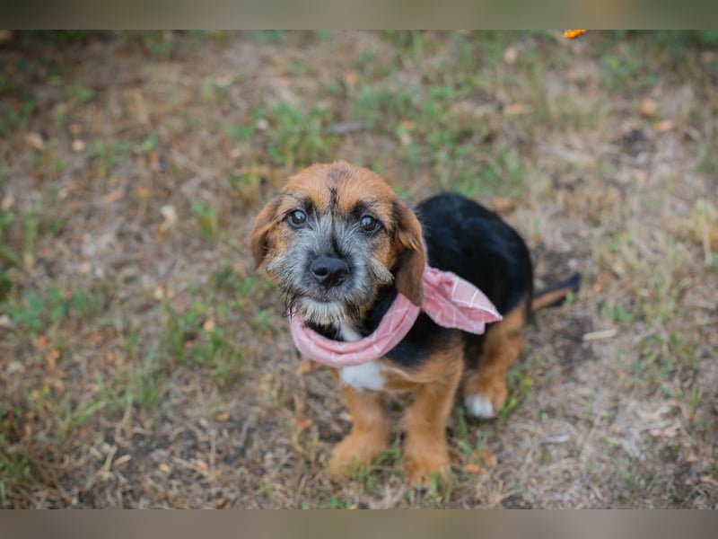 Chip 230598: Hundekind sucht ein Zuhause