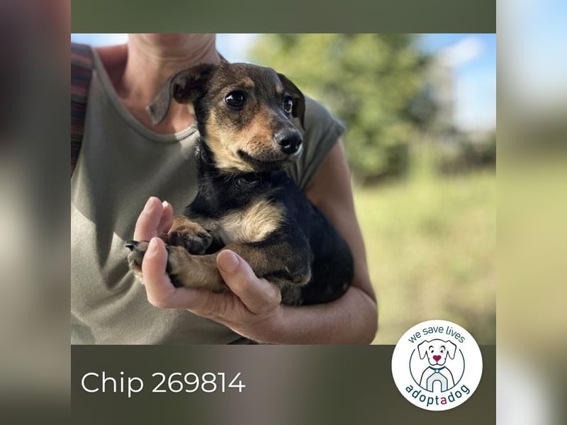 Chip 269814: Hundekind sucht ein Zuhause
