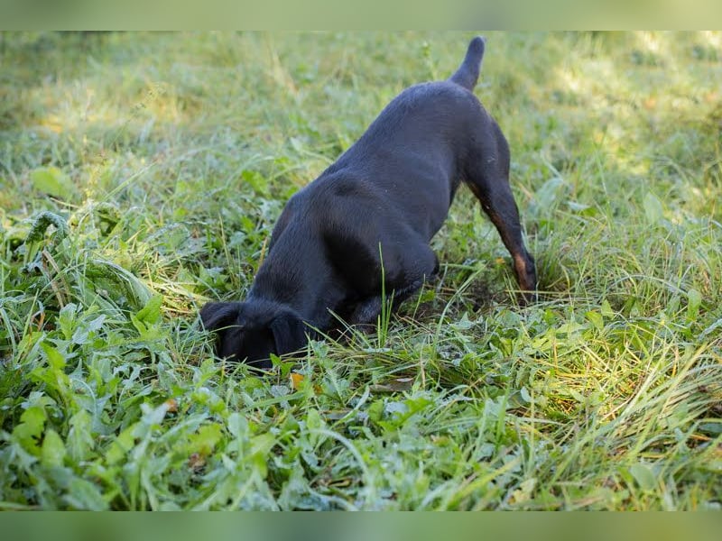 Holly: sucht DRINGEND ihre Endstelle zum Ankommen in 74906 Bad Rappenau