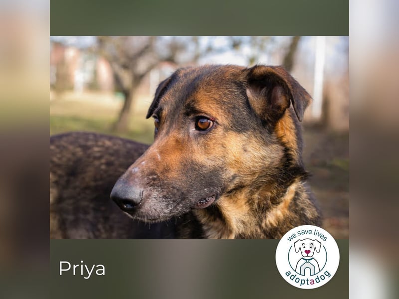 Priya: Schenke mir Liebe!