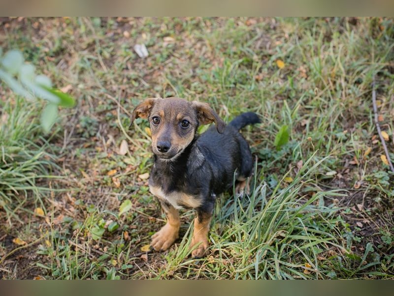Chip 269814: Hundekind sucht ein Zuhause