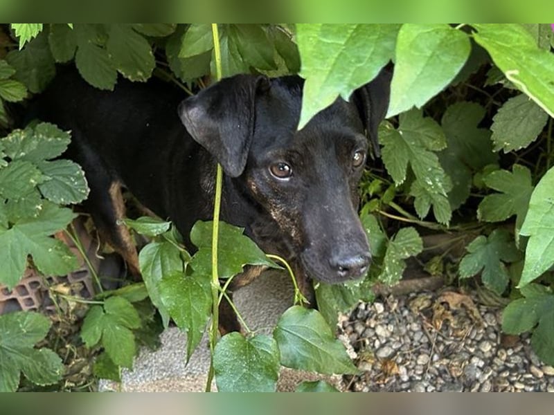 Chip 2182163: Sucht ein Zuhause