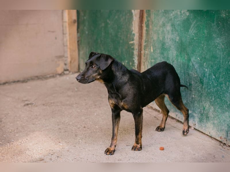 Chip 2182163: Sucht ein Zuhause