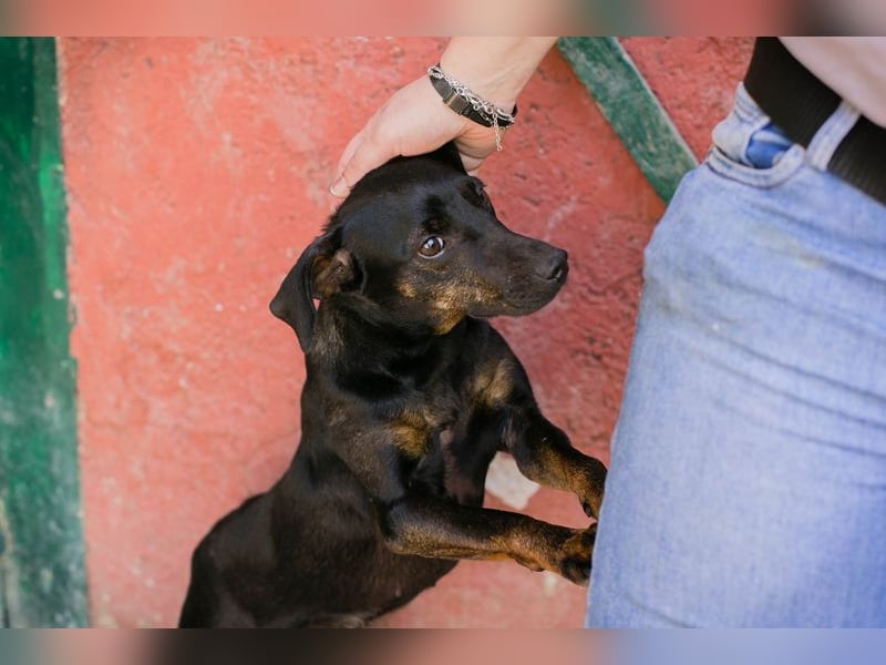 Chip 2182163: Sucht ein Zuhause