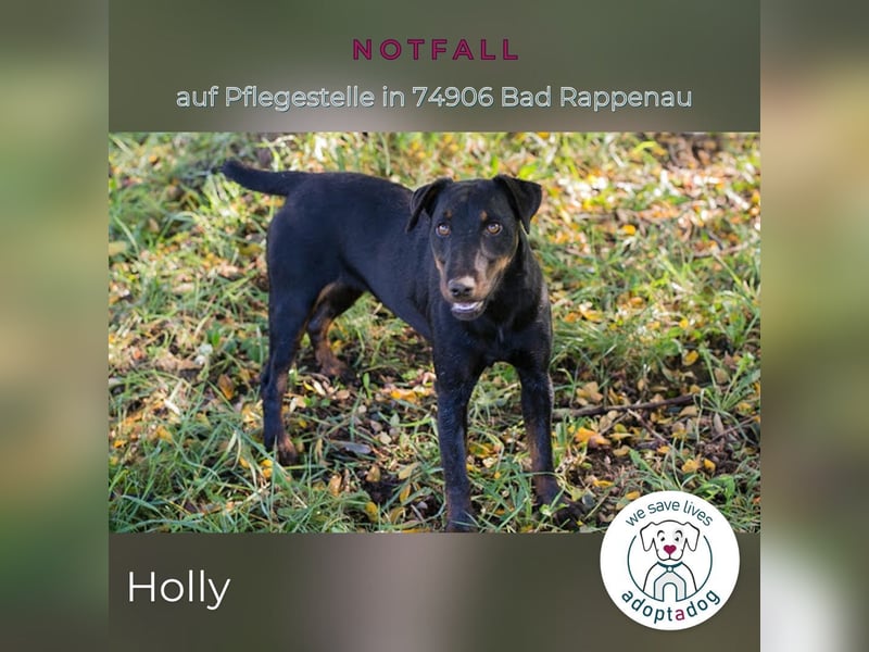 Holly: sucht DRINGEND ihre Endstelle zum Ankommen in 74906 Bad Rappenau