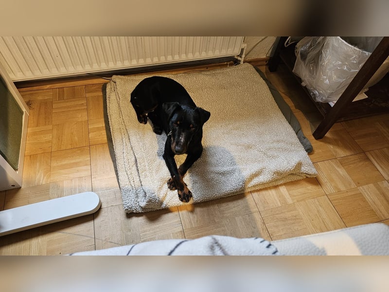 Holly: sucht DRINGEND ihre Endstelle zum Ankommen in 74906 Bad Rappenau