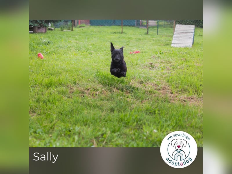 Sally: Sucht ein Zuhause