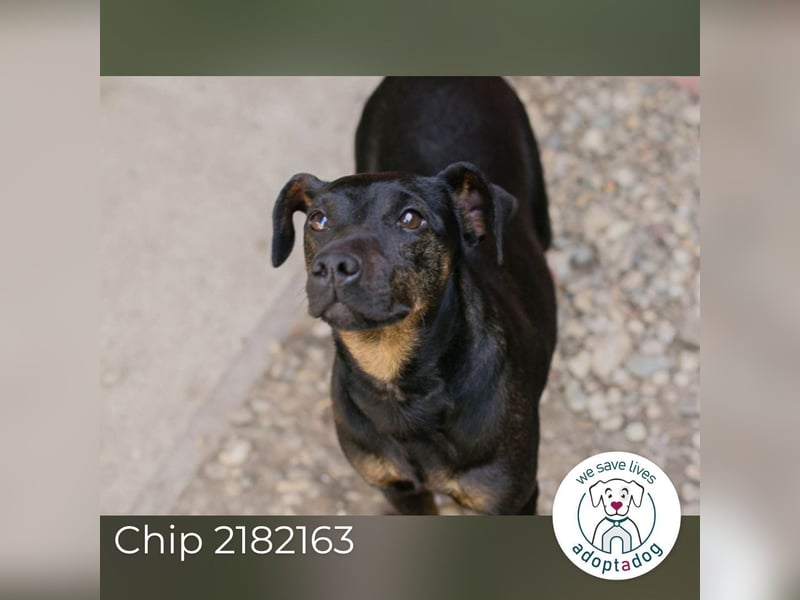Chip 2182163: Sucht ein Zuhause