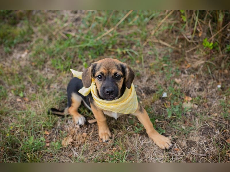 Chip 230691: Hundekind sucht ein Zuhause