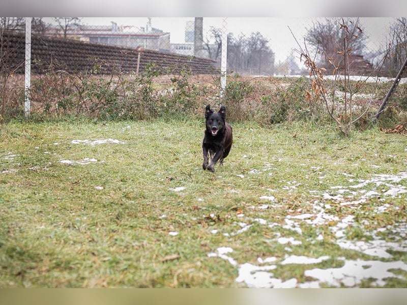 Meggy: Sucht ein Zuhause