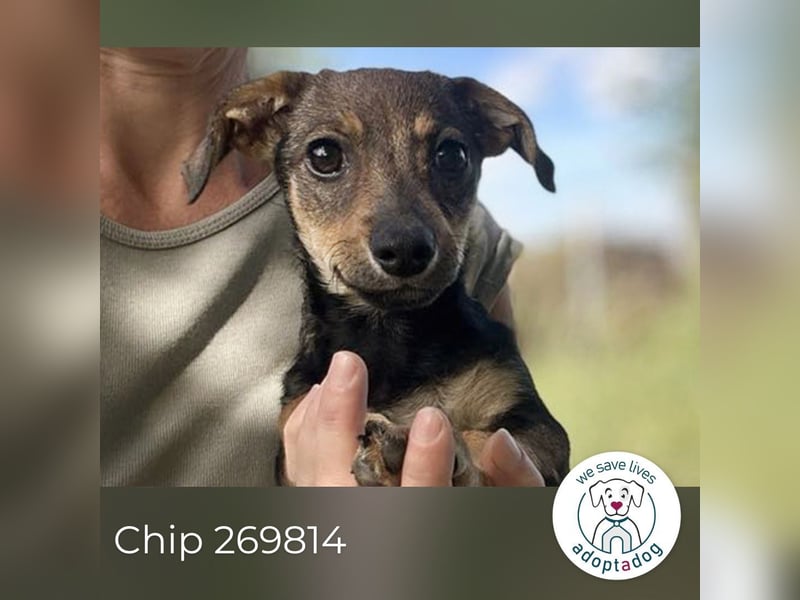Chip 269814: Hundekind sucht ein Zuhause