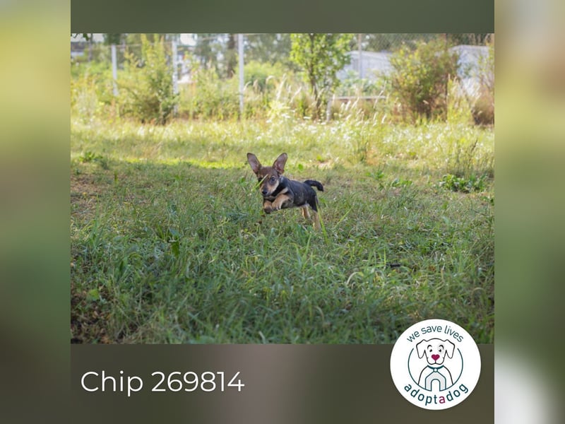 Chip 269814: Hundekind sucht ein Zuhause