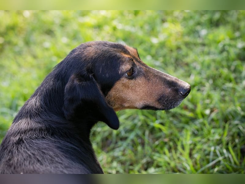 Mausi: sucht ihr Glück