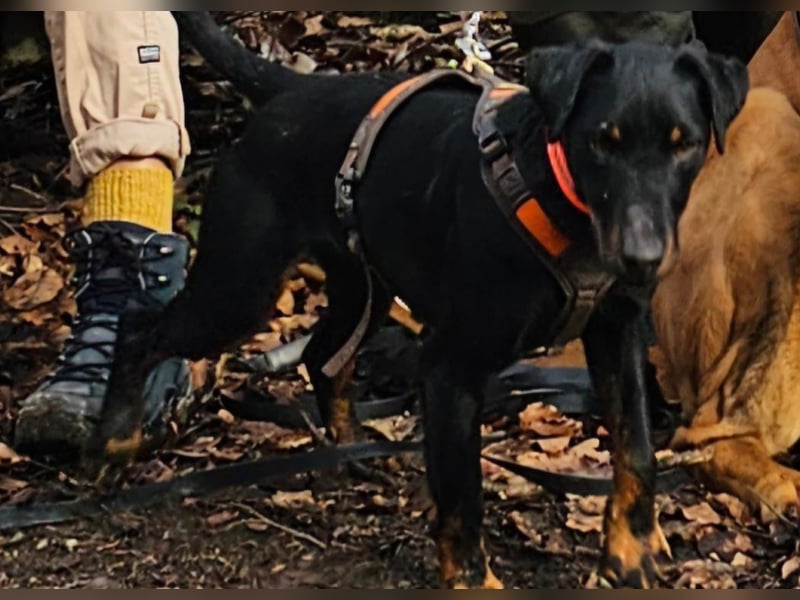 Holly: sucht DRINGEND ihre Endstelle zum Ankommen in 74906 Bad Rappenau