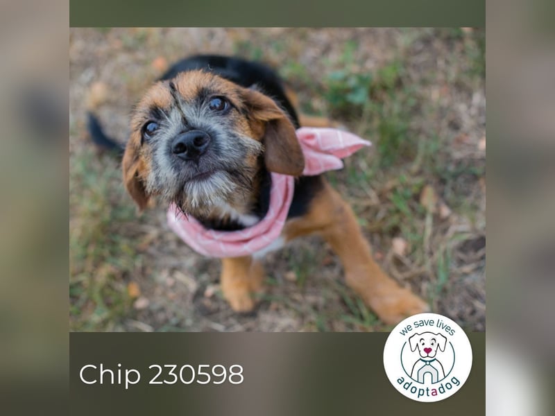 Chip 230598: Hundekind sucht ein Zuhause