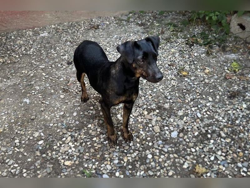 Chip 2182163: Sucht ein Zuhause