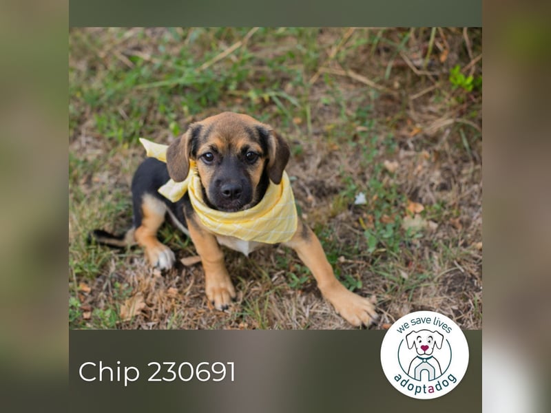 Chip 230691: Hundekind sucht ein Zuhause
