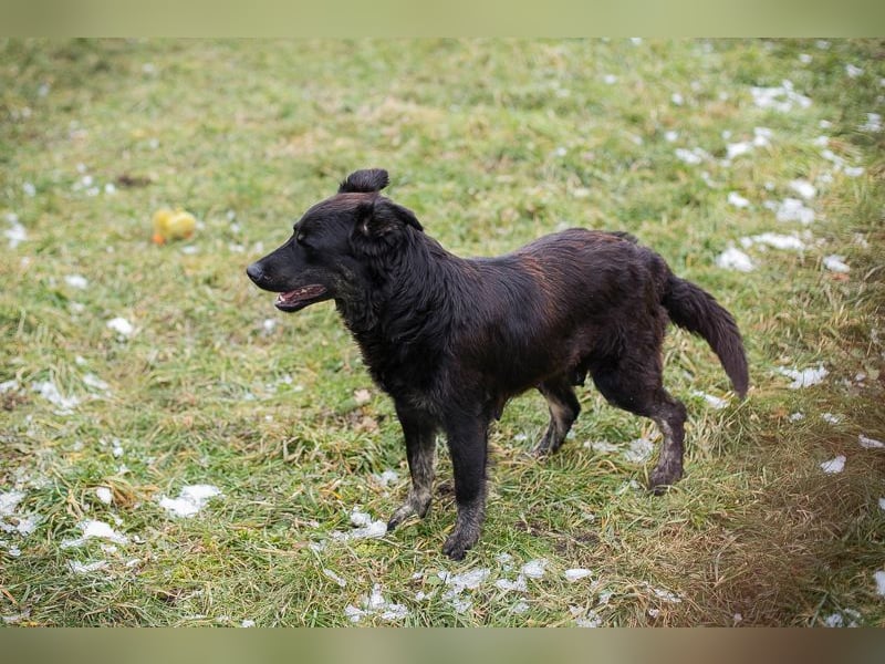 Meggy: Sucht ein Zuhause