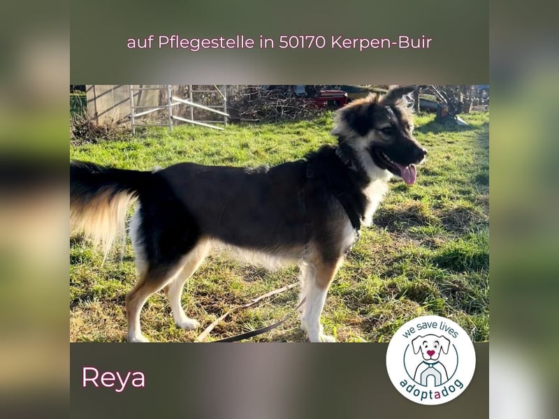 Reya: Wunderschön und voller Energie (auf Pflegestelle in 50170 Kerpen-Buir)