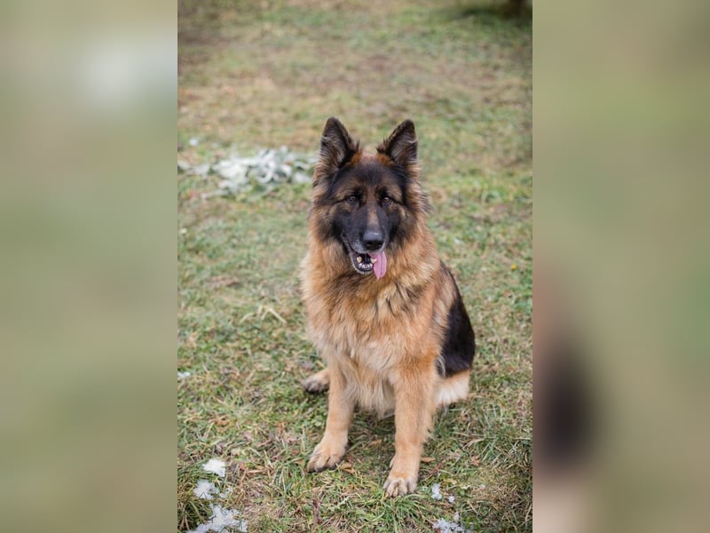 Nerja: Sucht ein Zuhause