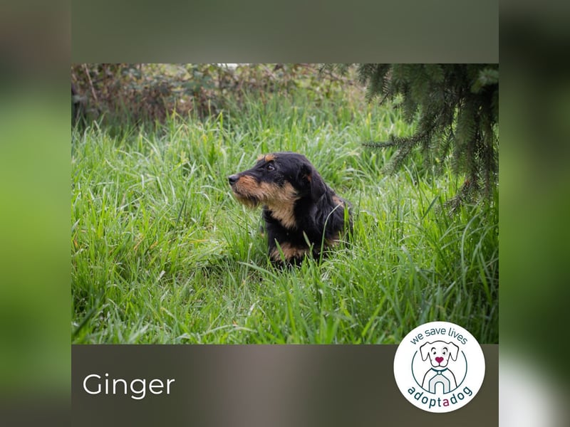 Ginger: sucht Geborgenheit