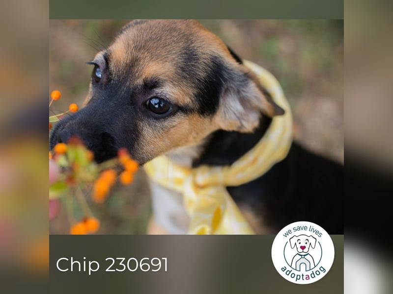 Chip 230691: Hundekind sucht ein Zuhause